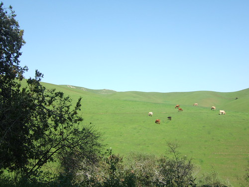 Cows off San Juan Grade