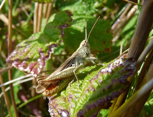 11548 - Common Green Grasshopper