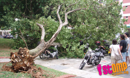  Tree topples and lands on motorcycles in Pasir Ris carpark