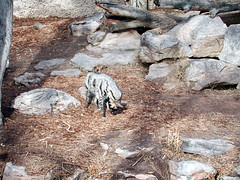 Zoo of Denver  DSCN0058