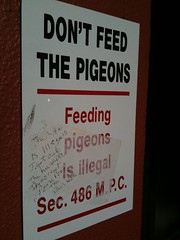 “Feeding pigeons is illegal”