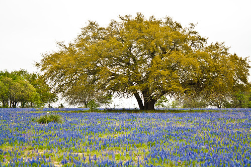 Tree In Field of Blue