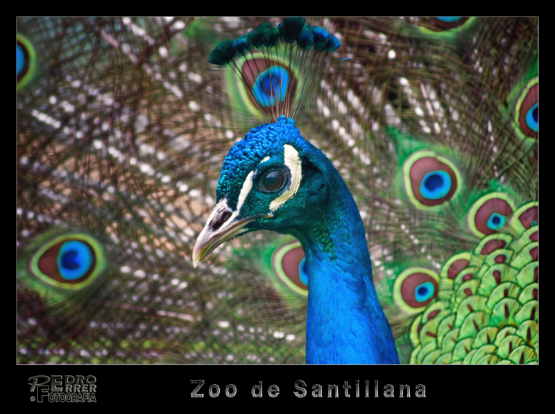 Pavo real  - Zoo de Santillana