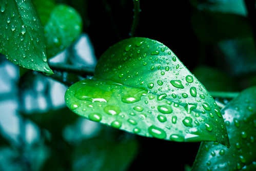  フリー画像| 植物| 葉っぱ| 緑色/グリーン| 雫/水滴|       フリー素材| 