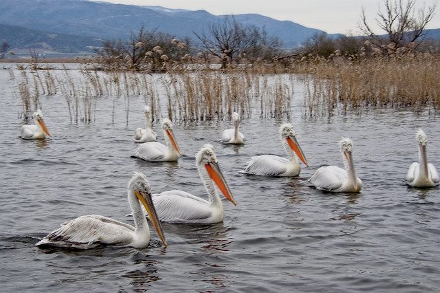 Pelicans at lake Volvi