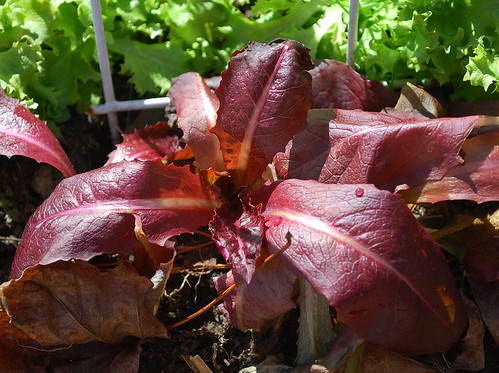 rouge d'hiver lettuce