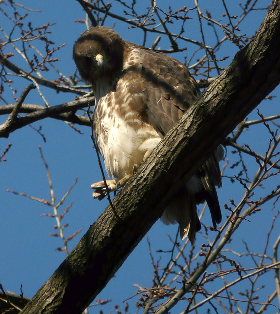 Claw foot Red-Tailed Hawk hawk in Tompkins Square Park