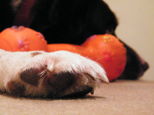 Paw and toy