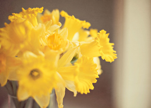 57/365 . . . daffodils