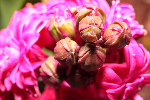 Pink Hyacinth Buds
