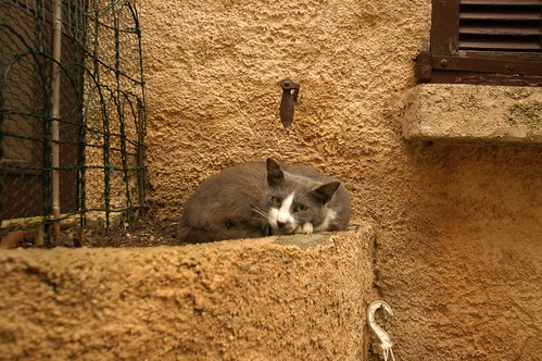 french kitty!
