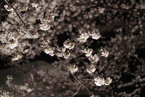 Cherry blossom in Toho Studio
