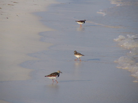 Plovers of some kind