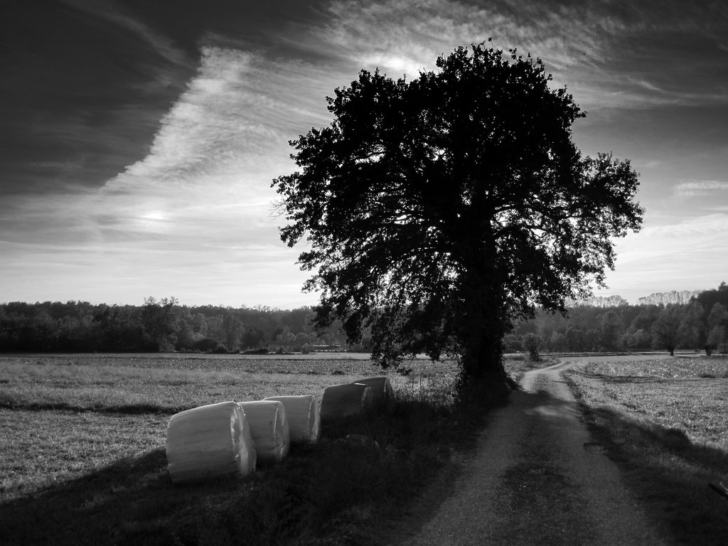 The road & the Tree