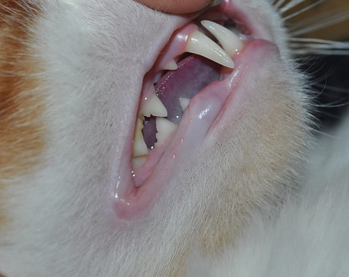 Teeth What Do Your Cats Look Like? Cat Forum Cat Discussion Forums