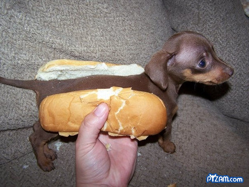 Hot Dog Dog Puppies. chocolate-coated hot dog