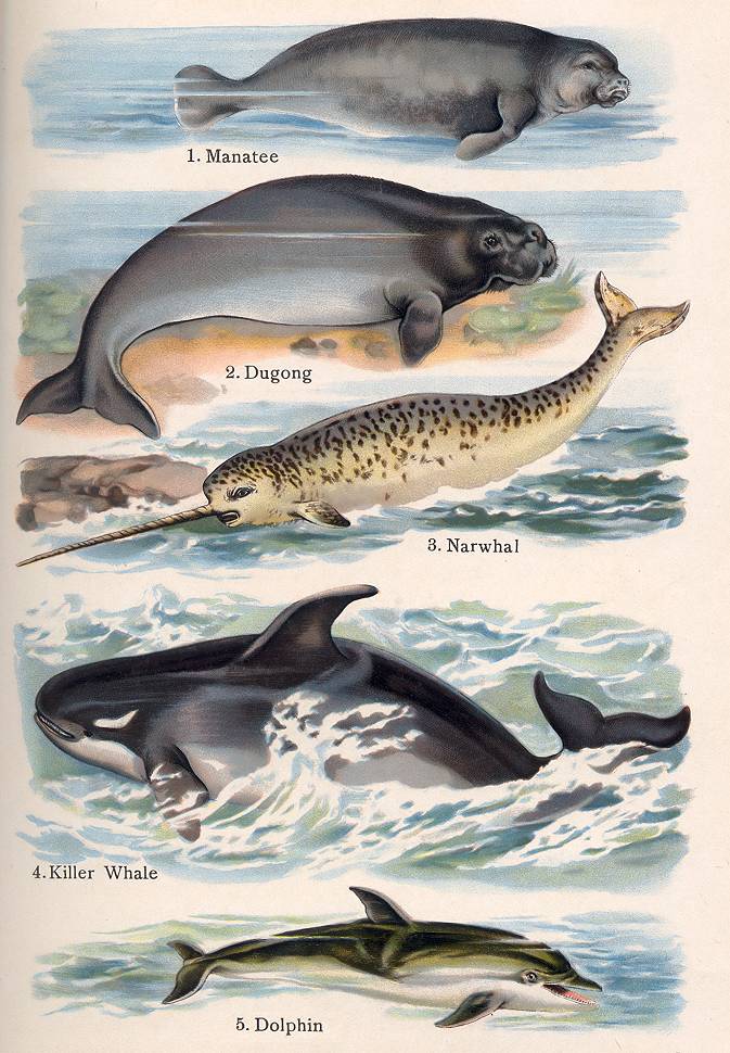 Manatee-Dudong-Narwhale-Orca-Dolphin