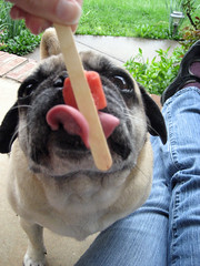 norman eating a popsicle