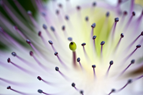 Capparis spinosa #2 (by storvandre)
