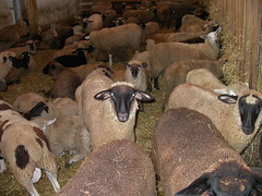 Sale barn lambs