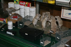 2009-11-23-PARIS-dead-rats1