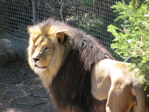 Lion at the Melbourne Zoo