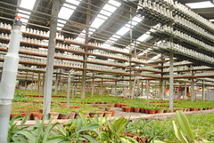 Orchid Nursery Section (View 2)