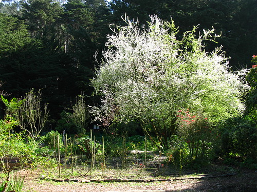 White Crane Springs Community Garden; San Francisco