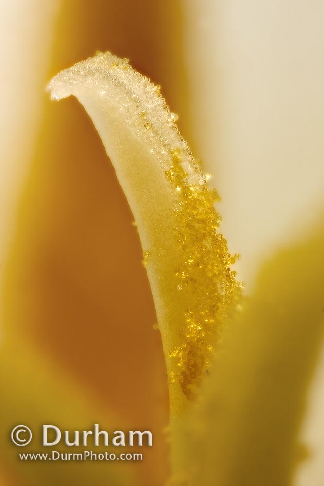 pollen covered pistil