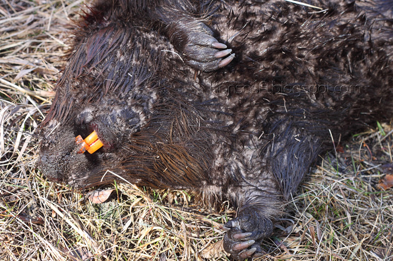 Beaver teeth (by KansasA)