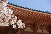 四天王寺と桜