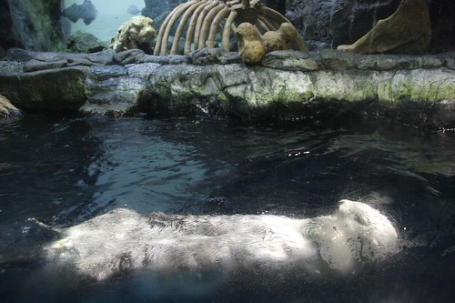 Sea otter,Enhydra lutris