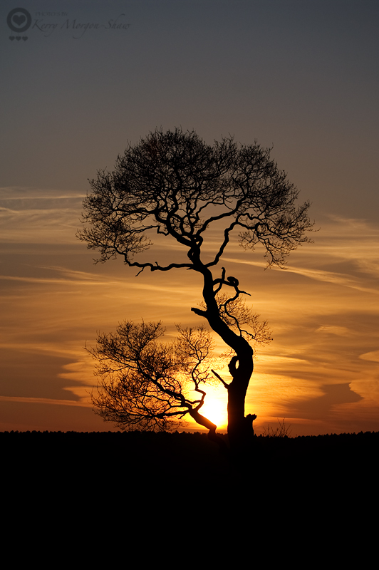 Ria's tree at sunset(2): 104/365