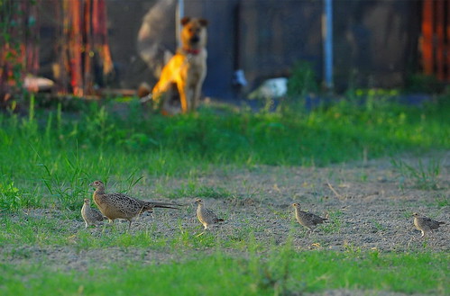母環鵛雉帶著9隻雛鳥，在田裡覓食。攝影 ：李進裕。