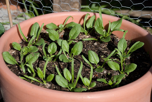 Fall-Planted Spinach