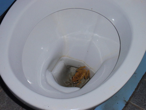 A frog in a toilet in Thailand