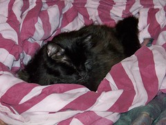 Kat nestled in the playpen nest