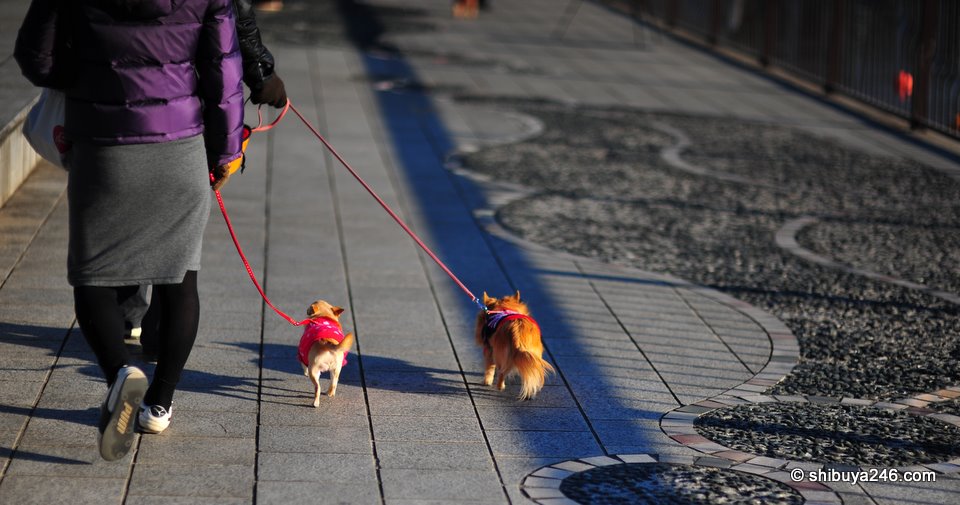 Colorful outfits on these dogs helping them to keep warm.