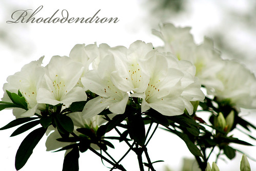 rhododendron杜鵑〈台大〉