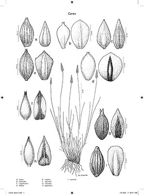 Carex layout