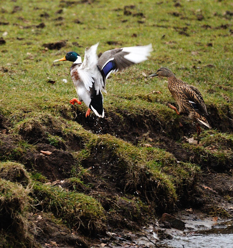 mallards getting out