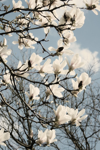 susan magnolia tree pictures. Like a Sweet Magnolia Tree