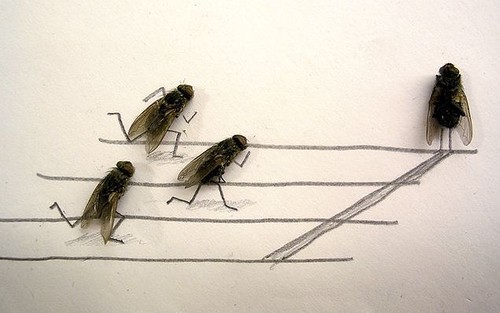 Racing Flies