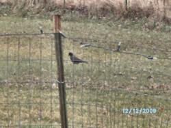Raven(s): front yard