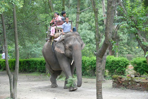 Elefantul din Kathmandu