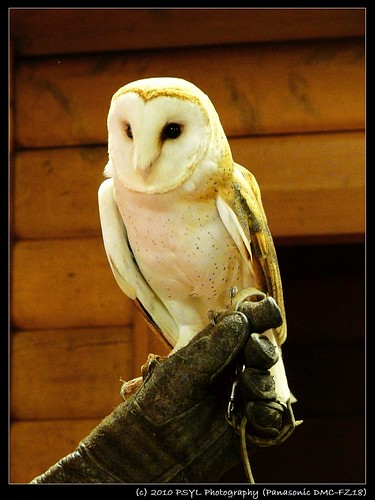 Curious George the Barn Owl (Tyto alba)