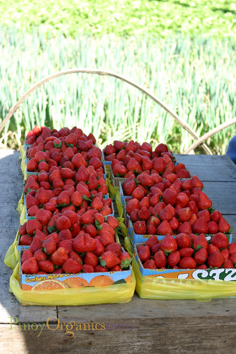 fresh harvest of strawberries