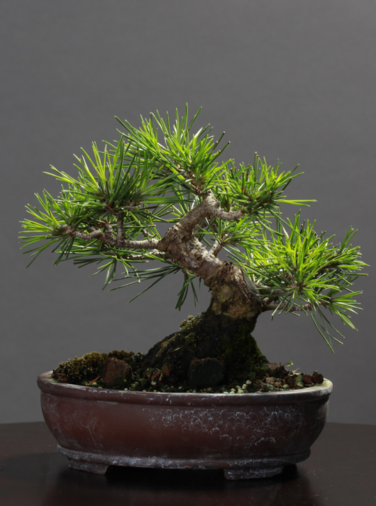 Shohin Black Pine