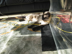 Simcoe enjoys the sun too!