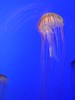 Aquarium jellyfish at The Horniman Museum